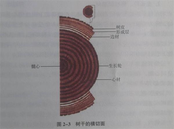 天然木皮原木剖切圖